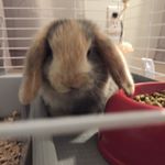 Profile Picture of Leroy The Bunny (@holland_lop_bunny12) on Instagram