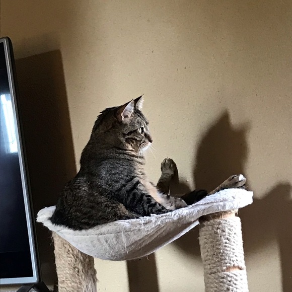 Profile Picture of Jade Cox (@bandit2003) on Poshmark