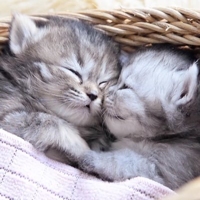 Profile Picture of Kevin Stefan (@KevinStefan16) on Twitter