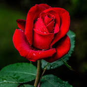 Profile Picture of Rosa Chavez (@rosachavez-vg5ll) on Youtube