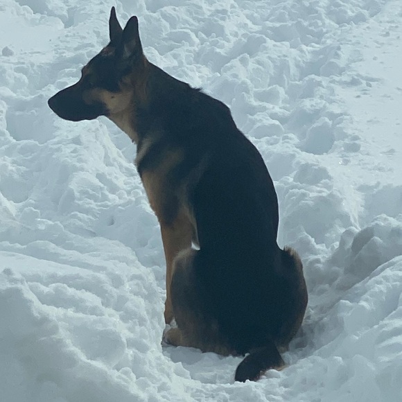 Profile Picture of Danielle Smallman (@dani_smalls26) on Poshmark