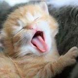 Profile Picture of Mike Montano (@michael37746456) on Twitter