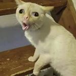 Profile Picture of Дмитрий данкар (@dimabriandankarpozzi_fan) on Instagram