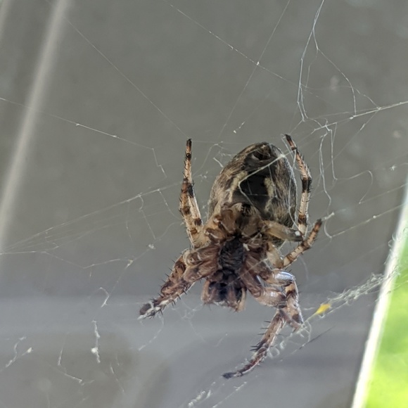 Profile Picture of Adam Bosela (@speedforce5) on Poshmark