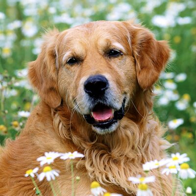 Profile Picture of Harold Mitchell (@HaroldMitchelll) on Twitter