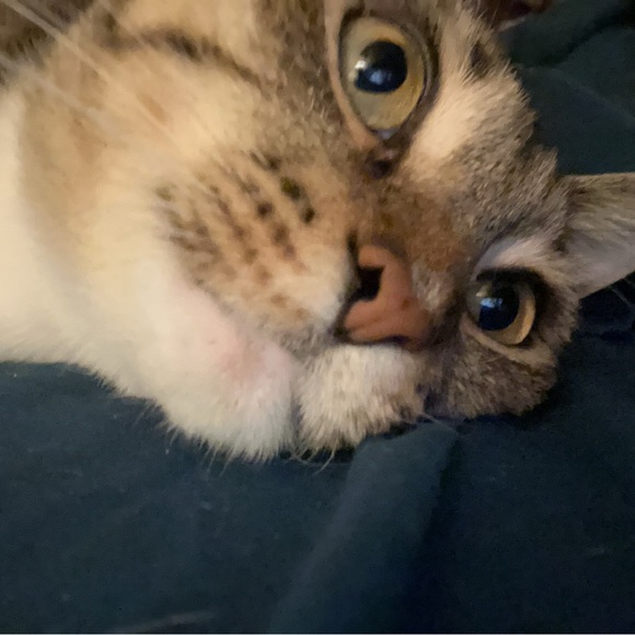 Profile Picture of Alaina Wilkins (@sillylia) on Poshmark