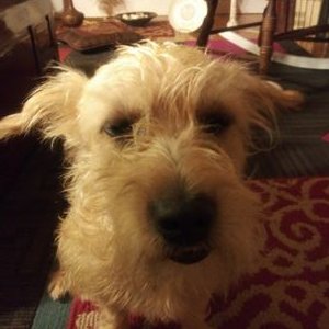 Profile Picture of David Osinski (@DavidOsinski3) on Twitter