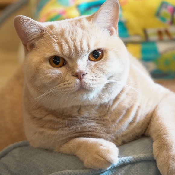 Profile Picture of Jo ann Lenyk (@jlenyk) on Poshmark