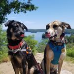 Argo & Indy 🐾🐶🐶🐾🇨🇦 - Instagram Profile Picture of Argo & Indy 🐾🐶🐶🐾🇨🇦 (@2rescuedmutts) on Instagram