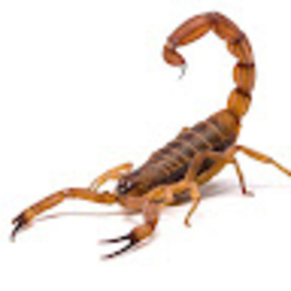 Profile Picture of Scorpio 1120 (@skunkers1120) on Poshmark