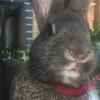 Profile Picture of George Rabbit Banny (@georgerabbit) on Tiktok