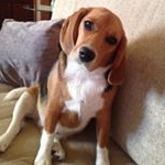 Profile Picture of Bob (@bob_thecutestbeagle) on Instagram