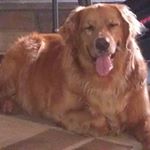 Profile Picture of Steve Vickman (@steve.vickman) on Instagram