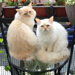 Profile Picture of Chris & Donald 🐾 Sacred Birman (@birman.brothers) on Instagram