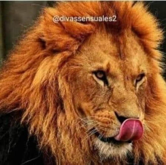 Profile Picture of Virgo Virgo (@alejandrof479) on Poshmark