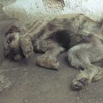 Profile Picture of Howard Philips Lovecraft (@lovecrafthowardphilips) on Instagram