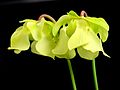 Profile Picture of Sarracenia alataon Wikipedia