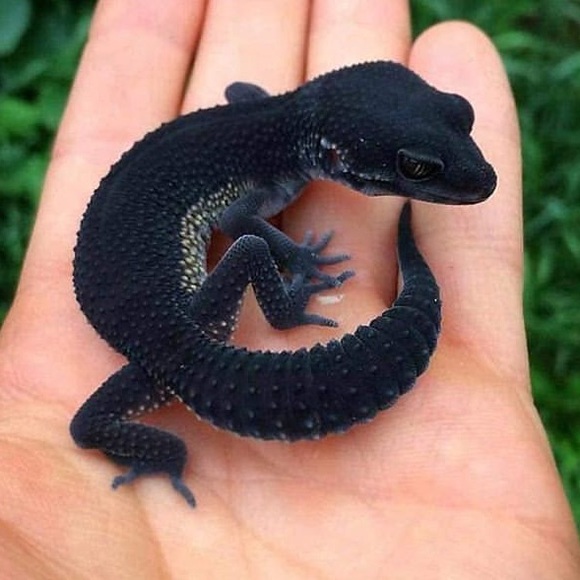 Profile Picture of Jonas Smith (@jonass111) on Poshmark