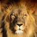 Profile Picture of Chidi Nnabuike (@chidinnabuike) on Pinterest