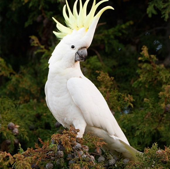 Profile Picture of Roberto Latorre (@robert2_4) on Poshmark