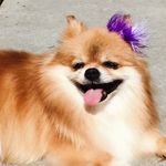 Profile Picture of Crystal🔮PetZ (@crystalpetz) on Instagram