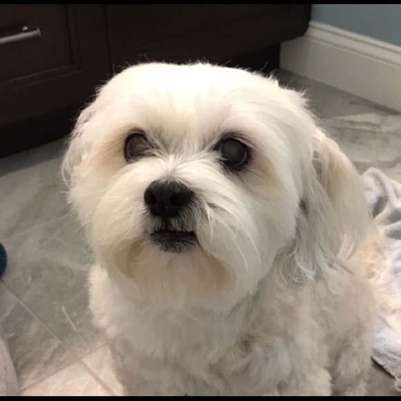 Profile Picture of Robin Picariello (@rpic) on Poshmark