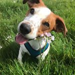 Profile Picture of Barney_wallace (@barney_rub) on Instagram