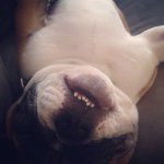 Profile Picture of Christine Stubbs (@angus_macgruff) on Instagram