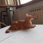 Profile Picture of Andrea Baldini (@andrea.baldini.16940) on Facebook