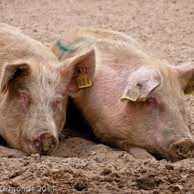 Profile Picture of Kate Mellor (@MISS_PI99Y) on Twitter