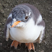 Profile Picture of Casey Haynes (@caseyhaynes7061) on Youtube