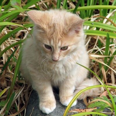 Profile Picture of Tom Bradburn (@vFluffie) on Twitter