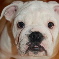 Profile Picture of Michael Assante (@michael-assante-3) on Quora