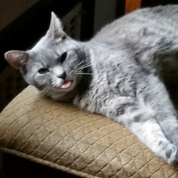 Profile Picture of Chris Harbaugh (@chris_harbaugh) on Poshmark