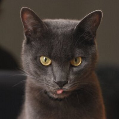 Profile Picture of Adalbert Khazanov (@GeorgeProfond) on Twitter