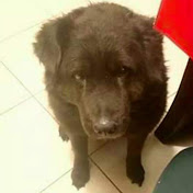 Lucas Galloway - Youtube Profile Picture of Lucas Galloway (@sobrev1viente) on Youtube