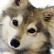 Profile Picture of Ava Solomon (@avasolomon7766) on Youtube