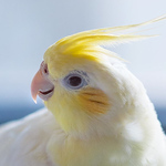 Profile Picture of Ming-fen Lee (@=l.m.f.=) on Flickr