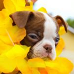 Profile Picture of Joshua Pile's Photography (@joshs.portfolio) on Instagram