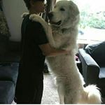 Profile Picture of justin blake Reagan beast🤘💚💙 (@justinblake_26) on Instagram