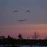 Profile Picture of Sue A Thomas-Zeiser (@sathomasze) on Pinterest