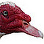 Profile Picture of Christopher McGee (@fourkidsandducks) on Flickr