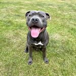 Profile Picture of Sullivan Walker (@blueboy.sully) on Instagram