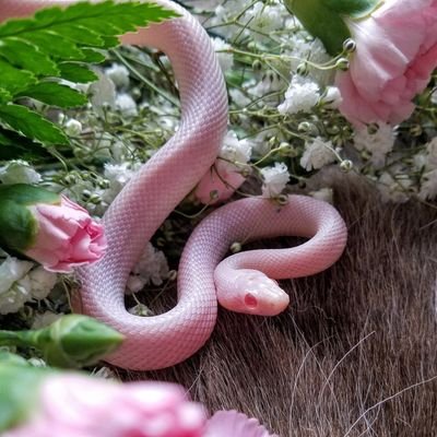 Profile Picture of Apple And The Rose (@Rose_confetti) on Twitter