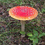 Profile Picture of Sonja Rivera (@akshroomhunt3r) on Instagram