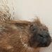 Profile Picture of Dinsdale Monty (@dinsdale.monty.7) on Facebook