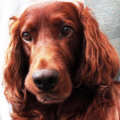 Profile Picture of Mary Wilson (@AliceMaude1) on Twitter