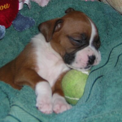 Debbie Mc Cormack - Twitter Profile Picture of Debbie Mc Cormack (@Chestnutdeb) on Twitter