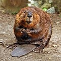 Profile Picture of Beaver - Wikipediaon Wikipedia