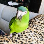 Profile Picture of Lynyrd Skynyrd Degenhardt (@leonard.the.hahnsmacaw) on Instagram